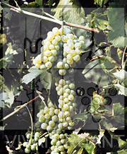Foto di un grappolo d'uva di Trebbiano Toscano R4